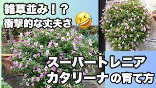 夏と言えばこれズボラさんでも大丈夫スーパートレニアカタリーナの育て方