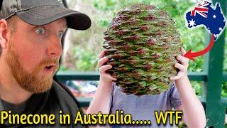 Pics from Australia that Blow My Mind...