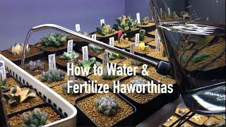 How to Water & Fertilize Haworthias