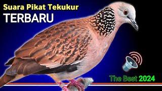 The Best Gacor Turtledove Sounds for Attracting and Luring