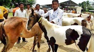 YEOLA HORSE MARKET _ Video-3  Maharashtra