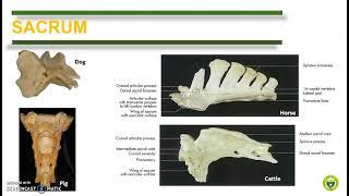 Comparative Anatomy Vertebrae Ribs and Sternum