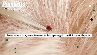 What You Need to Know About Wood Ticks