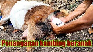 Detik-detik Kambing beranak jantan betina