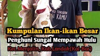 ikan penghuni sungai mempawah huluMenjalinKab.Landakkal-bar