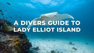 A Divers Guide To Lady Elliot Island