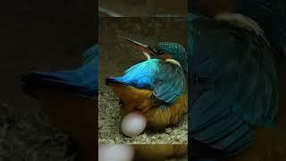 Actual footage of a kingfisher laying an egg