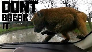 Knowsley Safari Park 2020  Monkeys All Over My Car