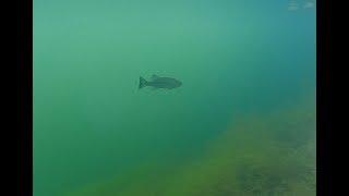 Underwater Black Bass live attack