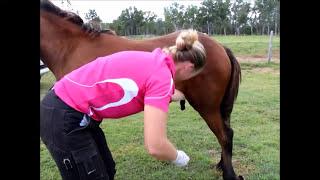 Horse Castration Standing by Dr Louise Cosgrove Equine Vet