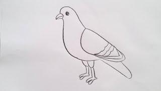 how to draw pigeon drawing easy step by step@aaravdrawingcreative1112