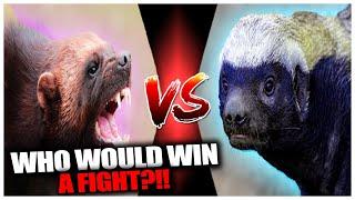 Wolverine vs Honey Badger