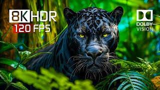 Best of Dolby Vision for 2024 - 8K HDR Video ULTRA HD 120FPS