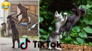 The KungFu Cat of Tiktok - Funny Cat Tiktok  Pets SGlobals