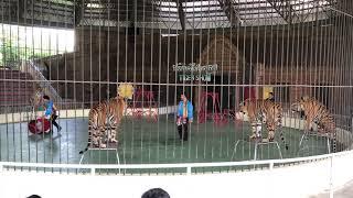 Tiger Show in Safari Phnom Penh Cambodia