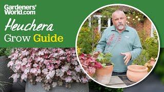 Grow shade-loving heucheras  Davids complete guide to heuchera plants