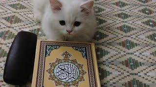 Quran Tilawat 5 قران تلاوت is liveدبندو اوهډکو سحر علاج درزق اومال جلب کول سورت الواقعه سورت يس