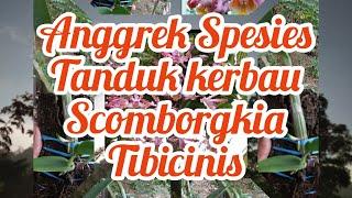 Anggrek Unik Spesies Tanduk Kerbau Schomborgkia Tibicinis