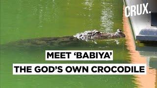 Kerala Temple That Houses A ‘Divine Crocodile’ Called Babiya  CRUX