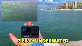 Pier 60 Underwater