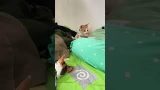 ADIK KU GANGGUIN KUCING2KU YANG LAGI TIDUR PULAS