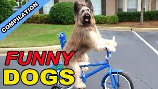 Funny Dogs riding a bicycle with friends