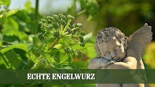 Die geheimnisvolle Engelwurz - eine Antike Heilpflanze neu entdeckt