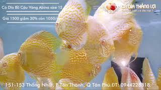 Cá Dĩa BỒ CÂU VÀNG ABINO  Cá Dĩa Thắng Lợi  Discus fish vietnam