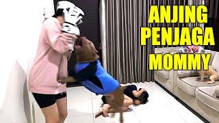 BIKIN TERHARU  REAKSI HEWIE PITBULL LIAT  MOMMY DIPUKUL SEL SEL  FUNNY DOG VIDEOS #hewiepitbull