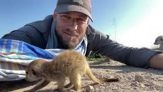 Cute baby meerkat  meerkat on head  meerkat