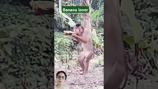 The Great babana lover  #animalshorts #monkey #animals #bananalover #wildmonkey