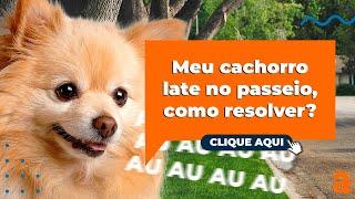 Meu cachorro late no passeio como resolver? Na prática