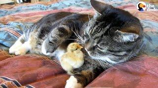 These Little Chicks Like Snuggling With Their Favorite Cats