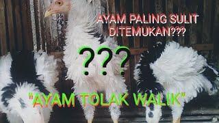 AYAM TOLAK WALIK AYAM TERMAHAL DAN TERUNIK PALING SULIT DITEMUKAN#AYAMTOLAKWALIK_AYAMUNIK