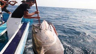 Amazing Fastest Giant Bluefin Tuna Fishing Skill - Catching and Processing Hundreds Tons of Tuna