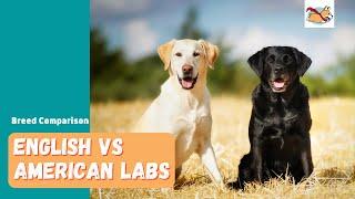 English Vs American Labs Which Is The Right Dog For You?