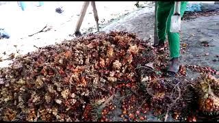 Traditional Method of Threshing Palm Fruits in Ghana