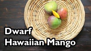 Truly Tropical Mango Varieties- ‘Dwarf Hawaiian’