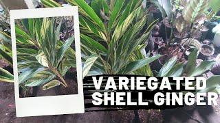 How To Propagate Variegated Shell Ginger Plant