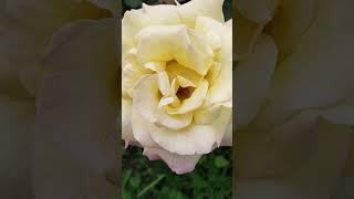 Красивые розы белые розы жёлтые розы #shors