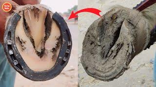 Satisfied Horse Hoof Restoration by Street Blacksmith