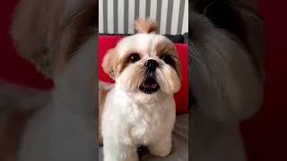 shihtzu Dog Barking ShihTzu barking #dogs #shihtzupuppies