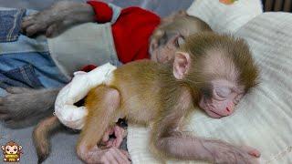 Baby monkey sleeps well after playing happily with monkey YiYi