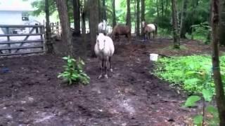 Curious ponies