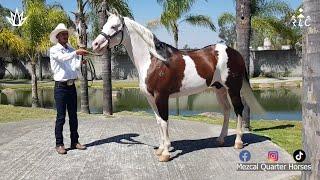 Visita a Mezcal Quarter Horses en Zapopan Jalisco