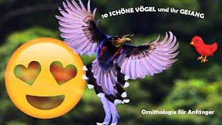 10 SCHÖNE VÖGEL und IHR GESANG 