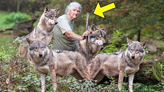 An elderly woman saves 4 wolf dogs years later you wont believe how they returned the favor