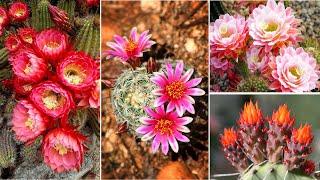 34+ The Most Beautiful Cactus Flower in the World  DIY Gardening