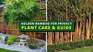 Golden Bamboo for Privacy Plant Care & Guide - Golden Bamboo Care Prunning Potting & Repotting