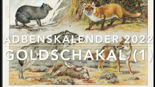 Der Goldschakal 1 - Adbenskalender 21 2022